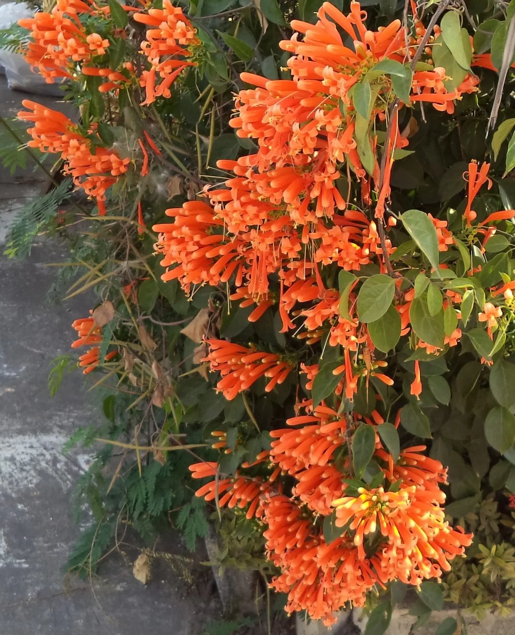 DSC00957.webp