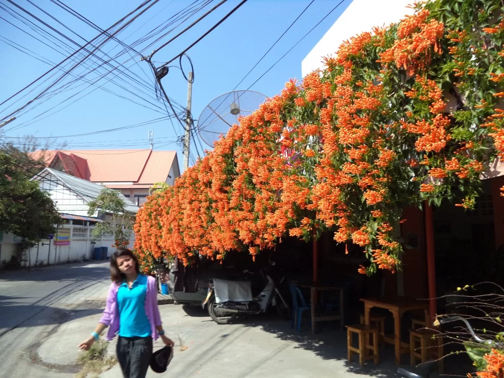 DSC00985.webp