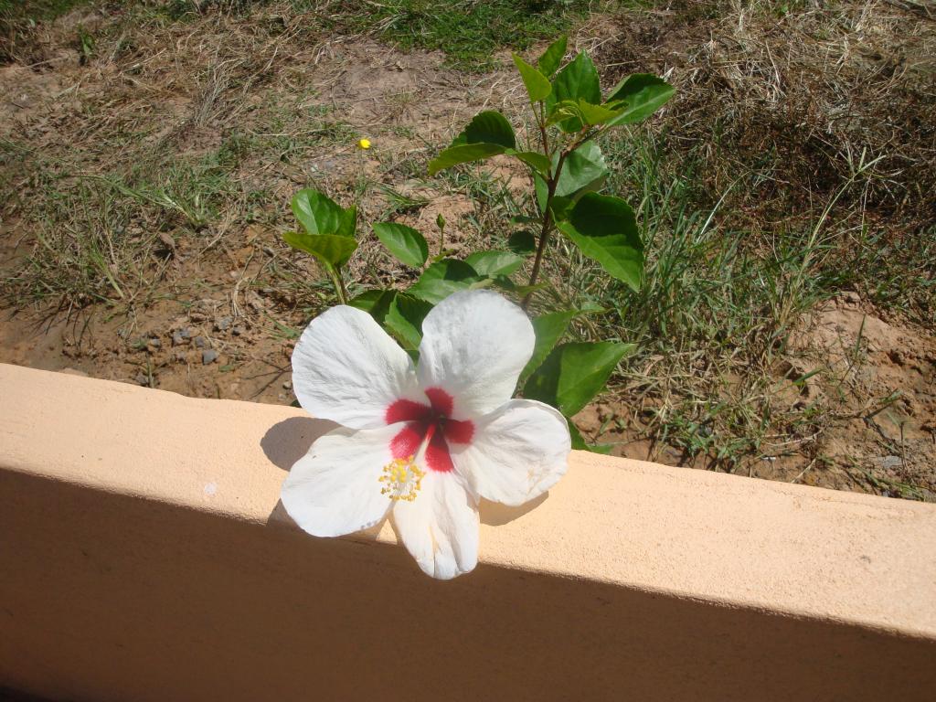 DSC05426.jpg
