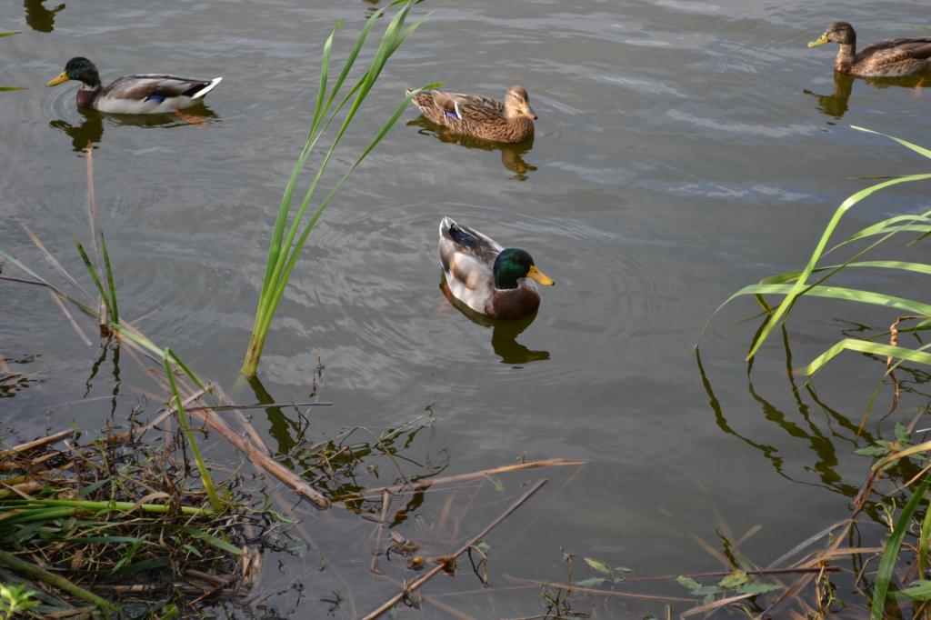 DSC_0034.jpg