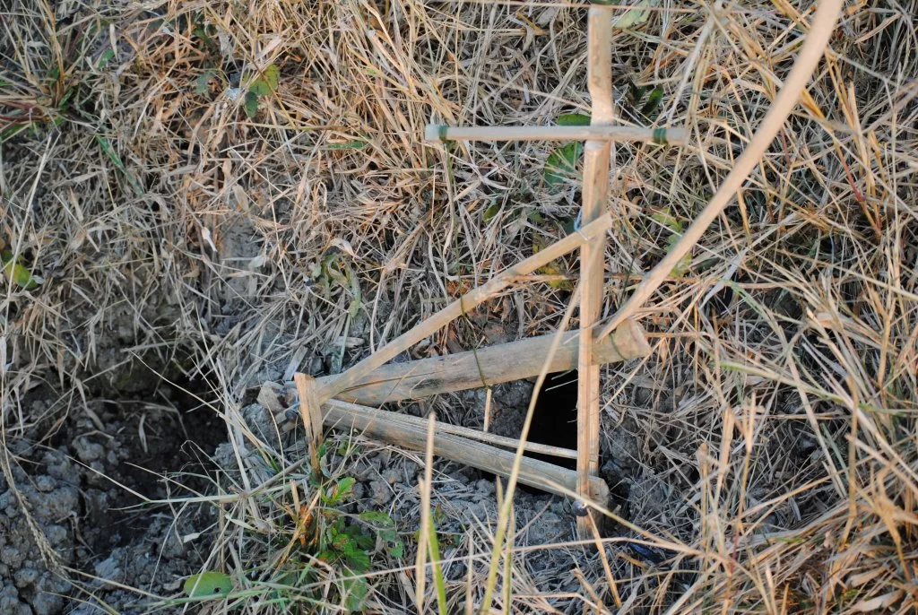 DSC_0038 (7).webp