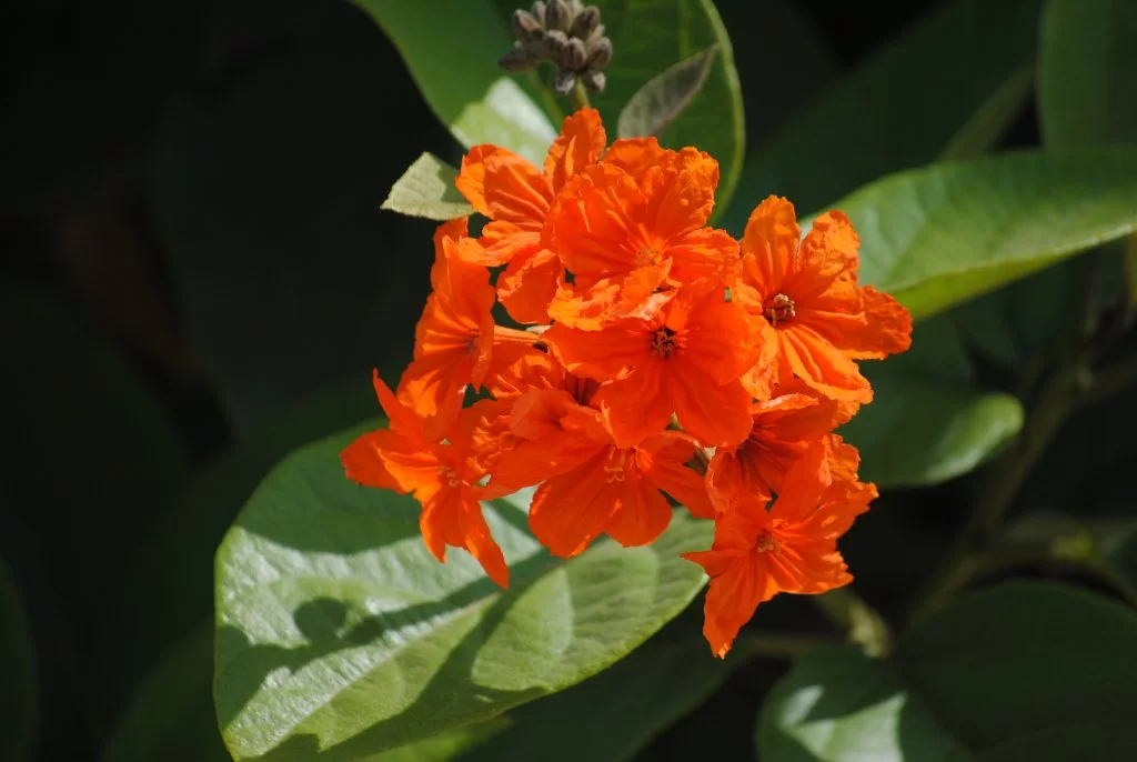 DSC_1226.webp