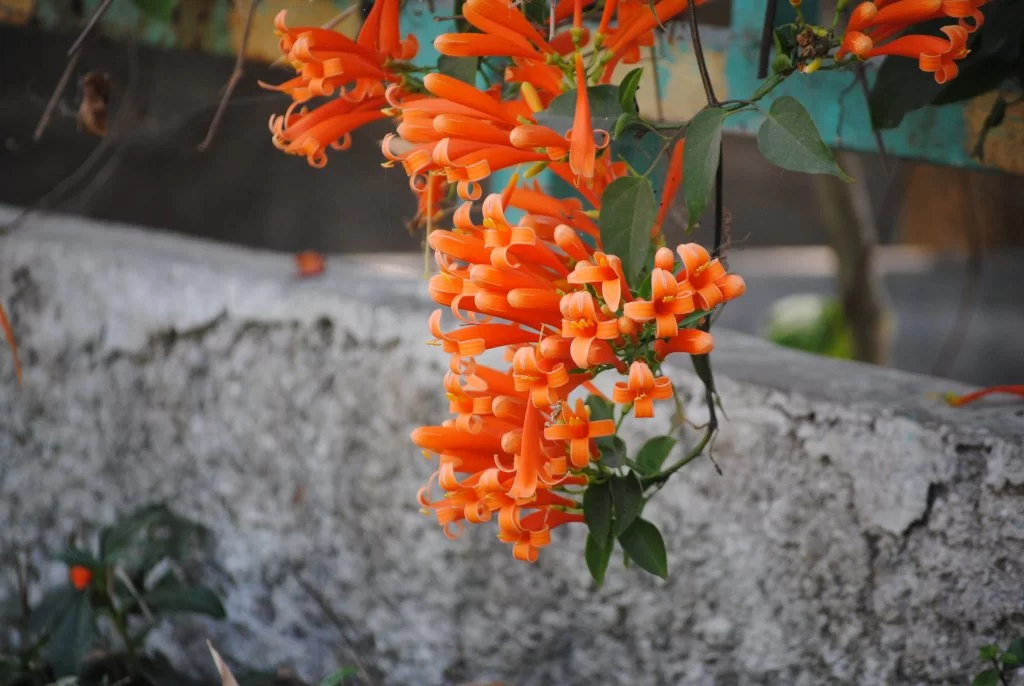 DSC_1234.webp