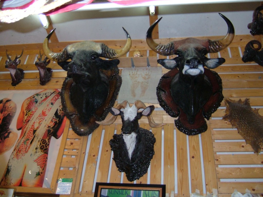 DSCF0642.JPG