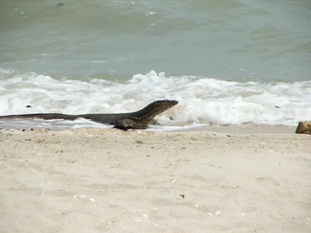 DSCF0774.webp