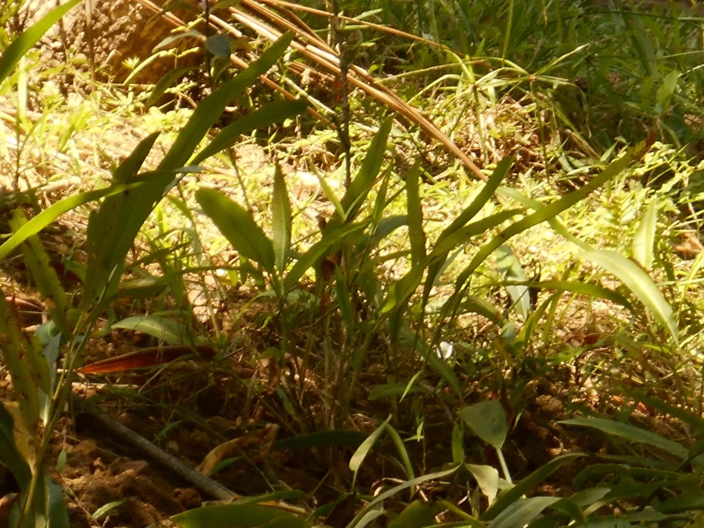 DSCN0314.webp