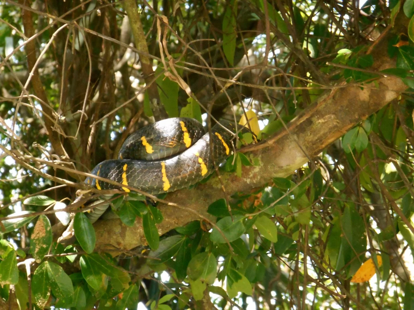 DSCN0323.webp