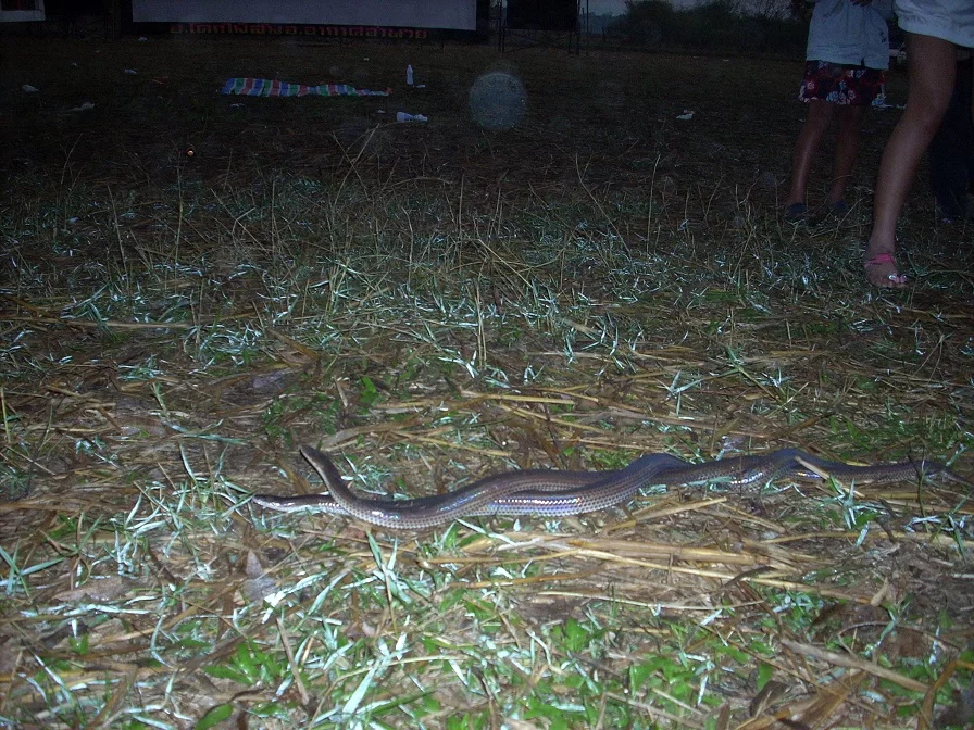 DSCN1268.webp