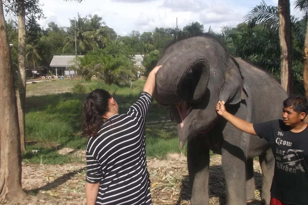 elefant (2).webp