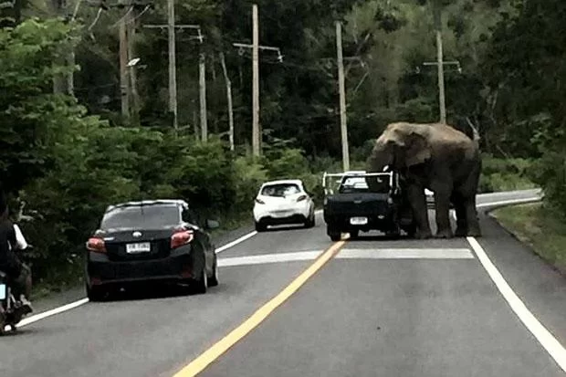 elefant.webp