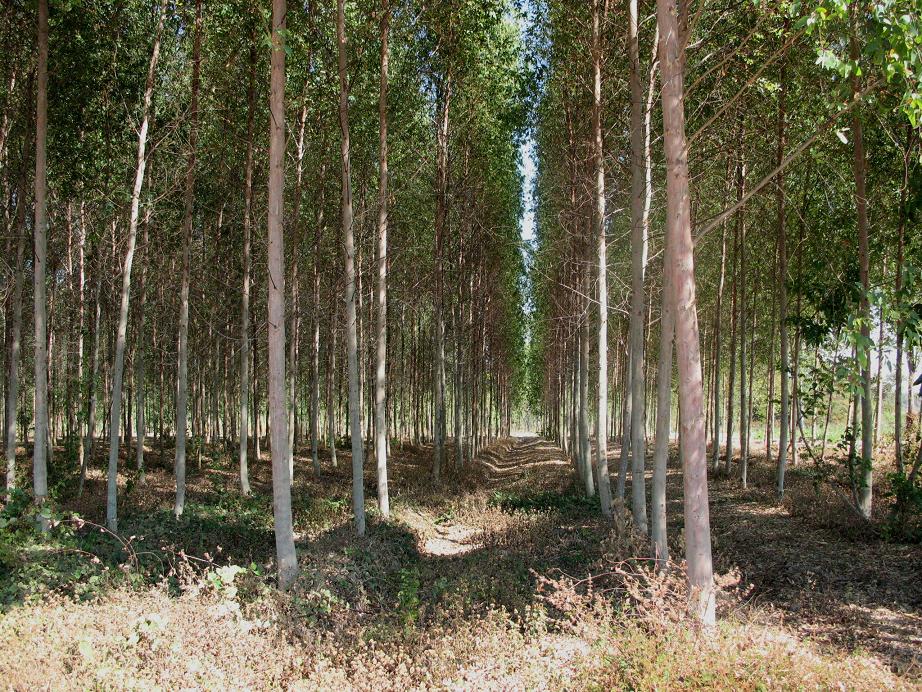 Eucalyptus..jpg