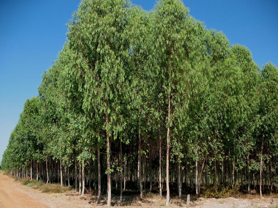Eucalyptus.jpg