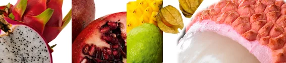 exot_sid1.webp