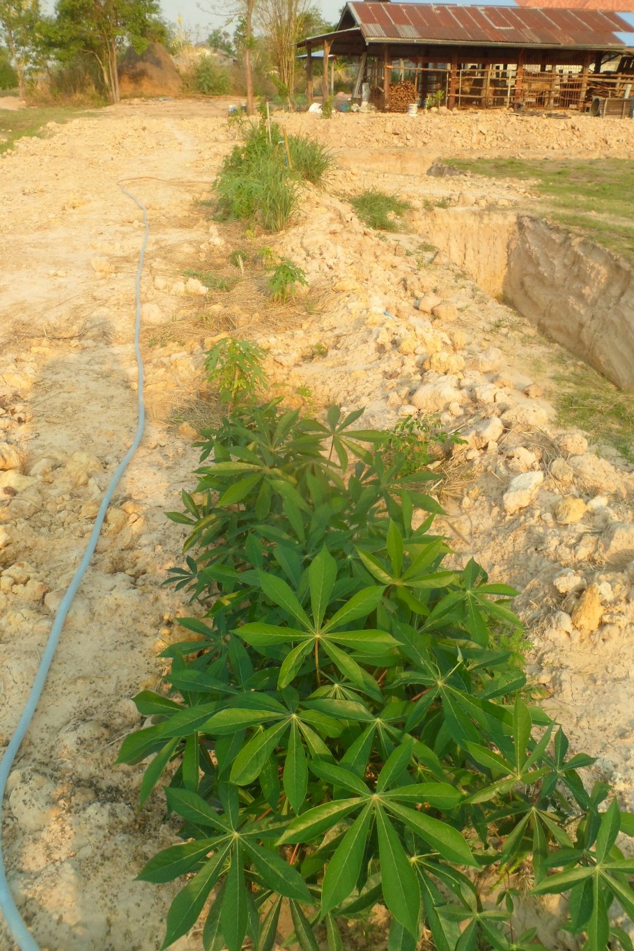 Farm 2 rai 029.JPG
