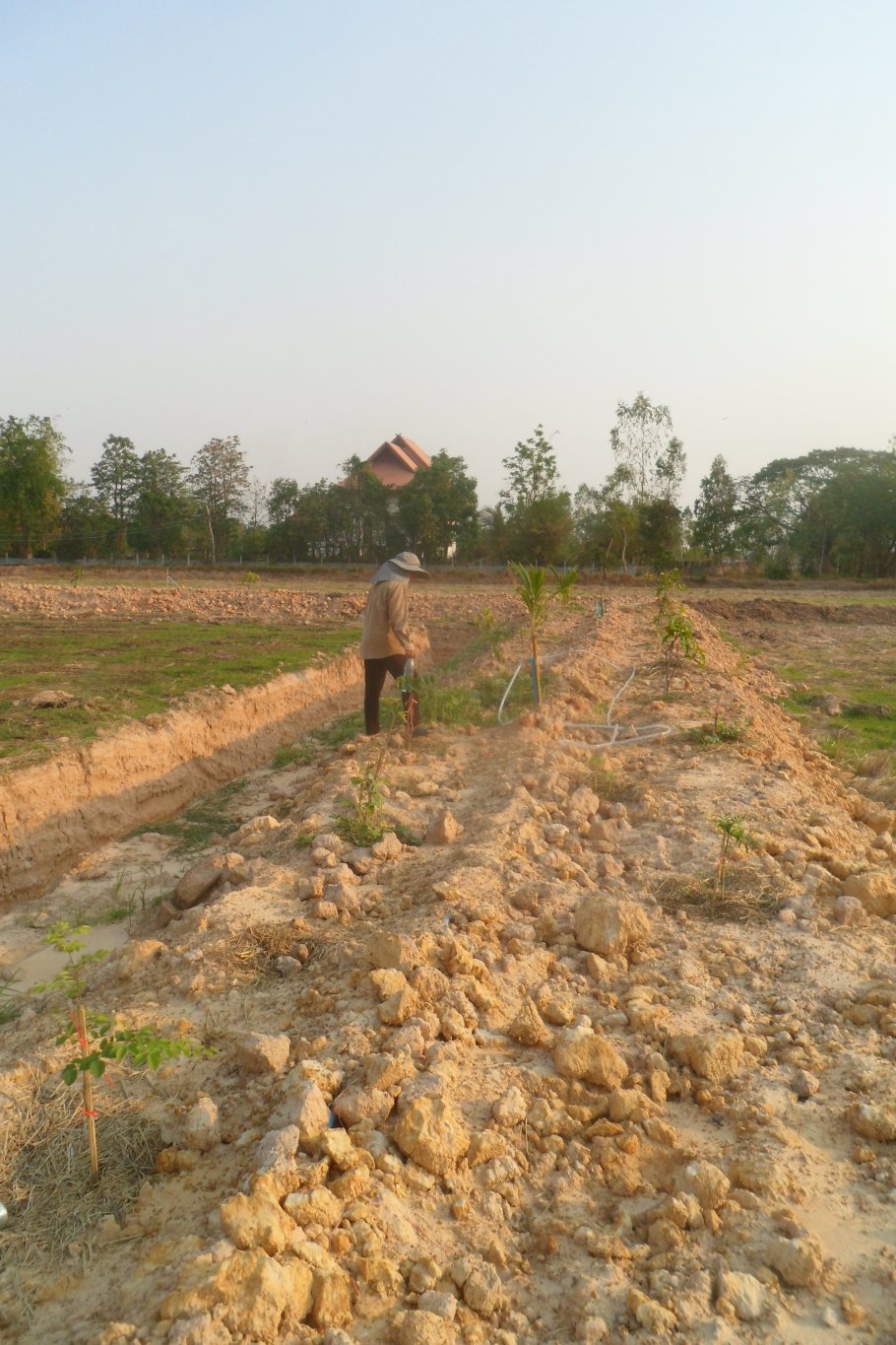 Farm 2 rai 030.JPG