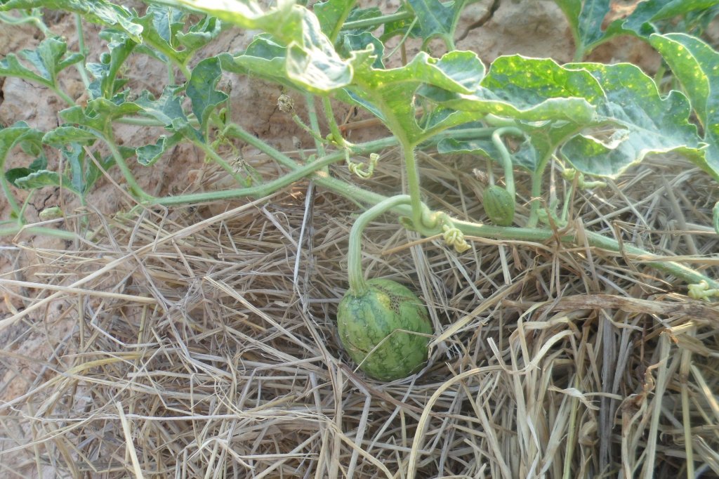 Farm 2 rai 031.JPG