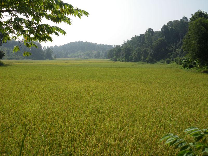farm1.jpg