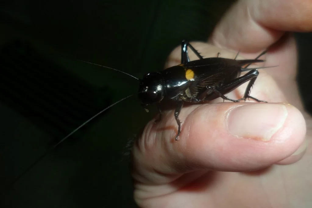 Fiolspelare 008.webp