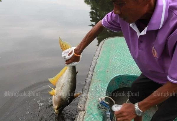 fishstence.webp