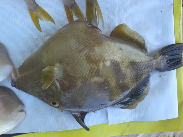 fisk (1).jpg