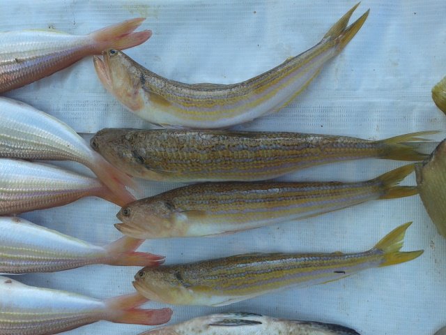 fisk (2).jpg