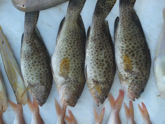 fisk (4).jpg