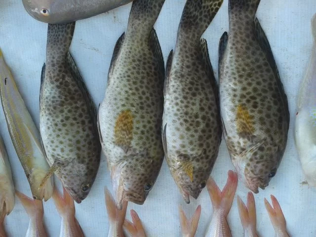 fisk (4).webp