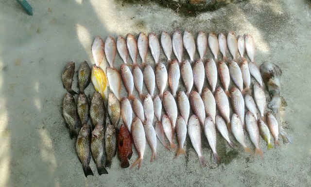 fisk (5).jpg