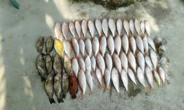 fisk (5).webp