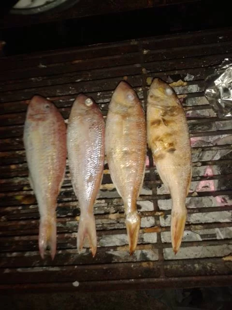 fisk (7).webp