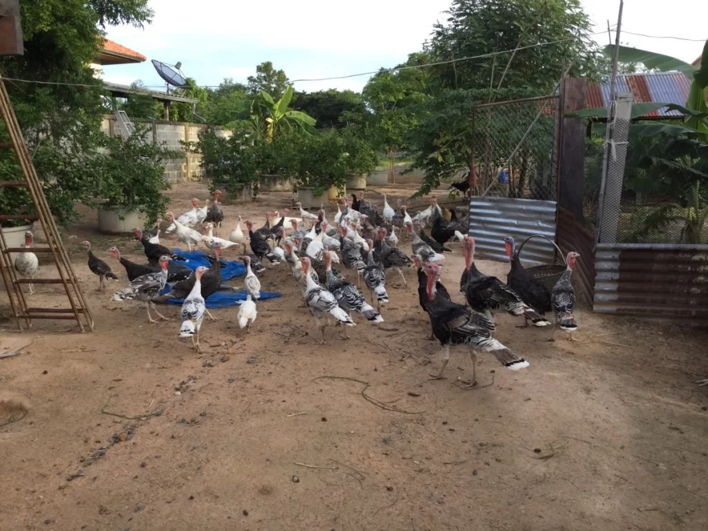 För er del kalkoner kan jag tyvär inte önska Er en god forsättning..webp