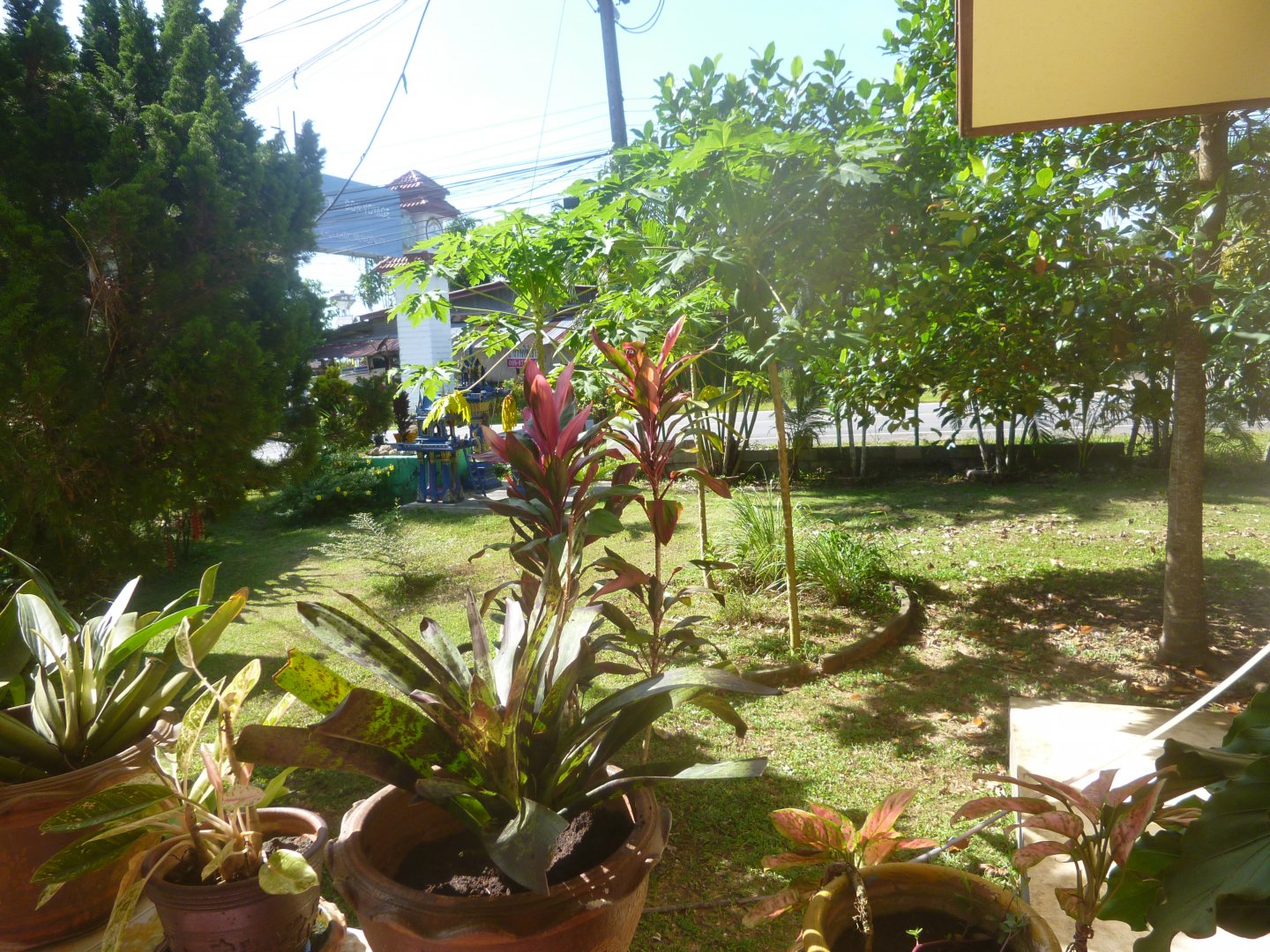 garden (4).JPG