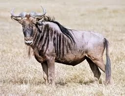 Gnu.webp
