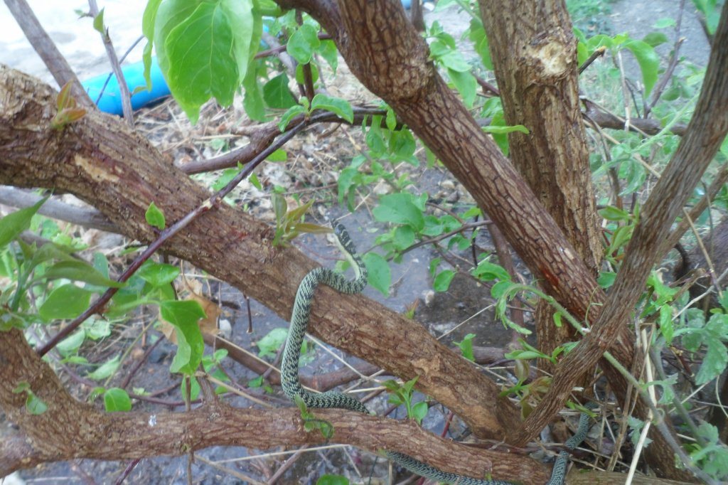 Golden tree snake 008.JPG