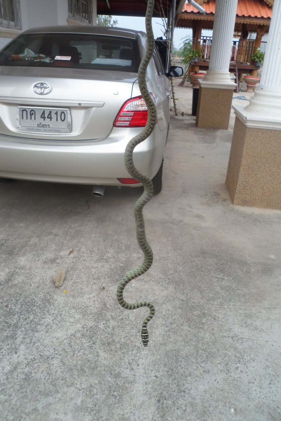 Golden tree snake 009.JPG