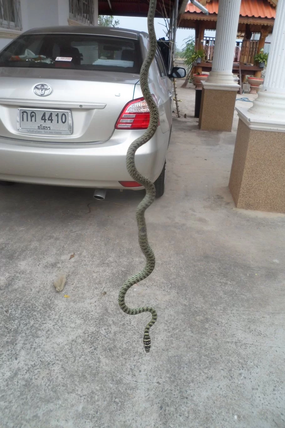 Golden tree snake 009.webp