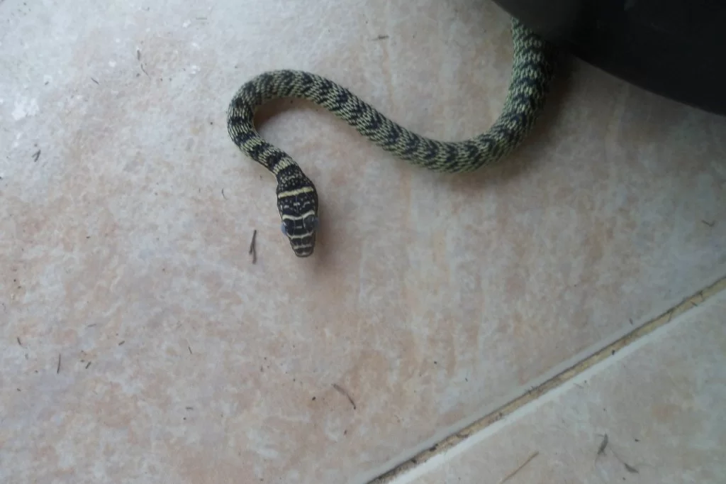 Golden tree snake 014.webp