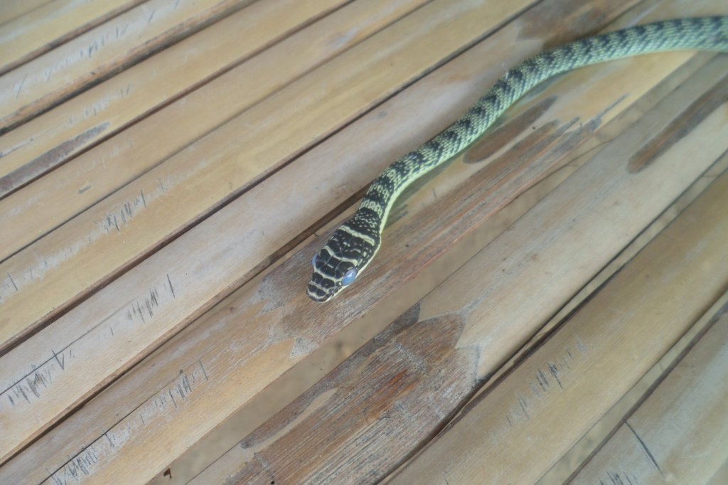 Golden tree snake 018.JPG