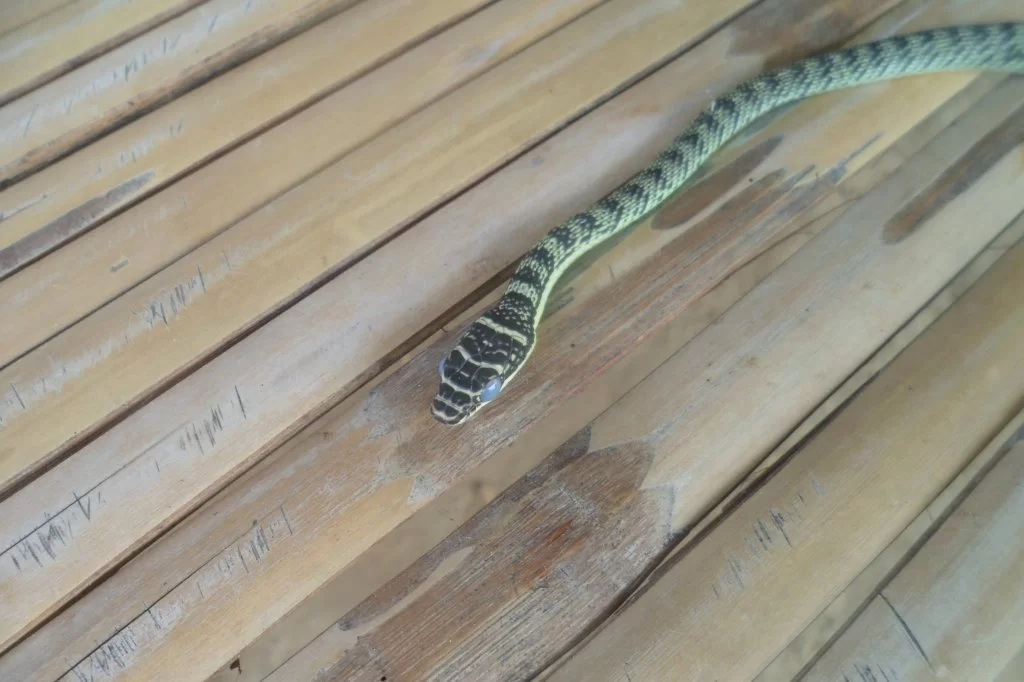 Golden tree snake 018.webp