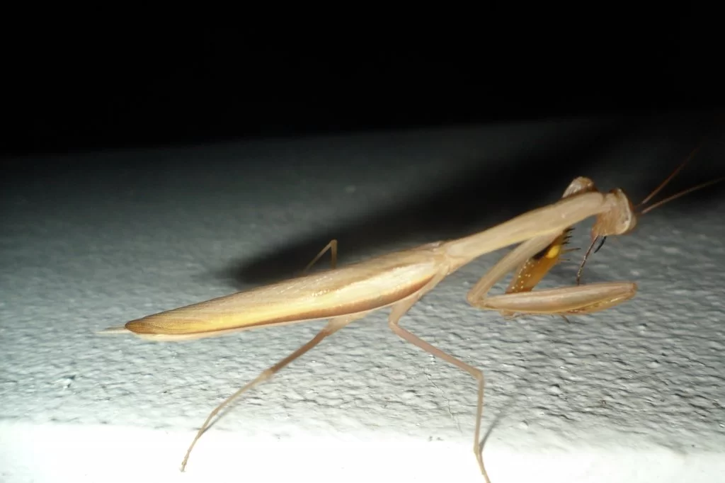 Husnedtagning 116.webp