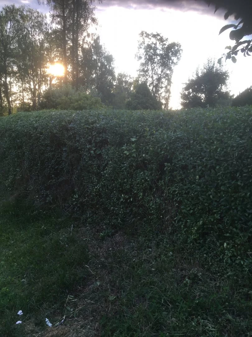 image.webp