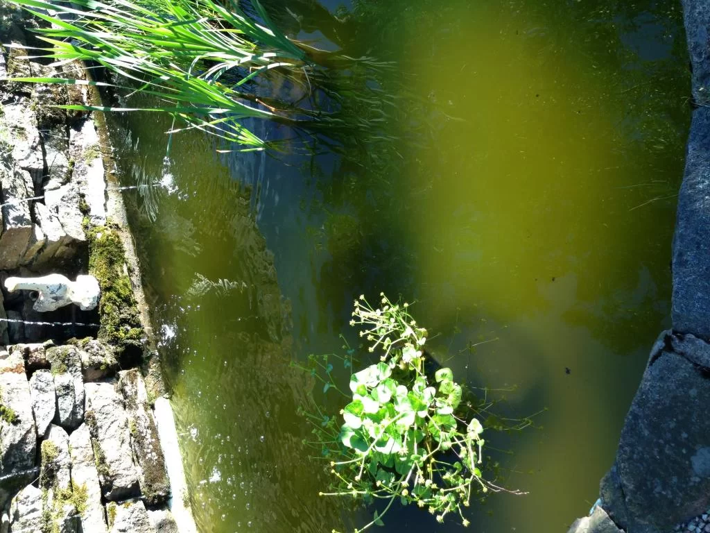 image.webp