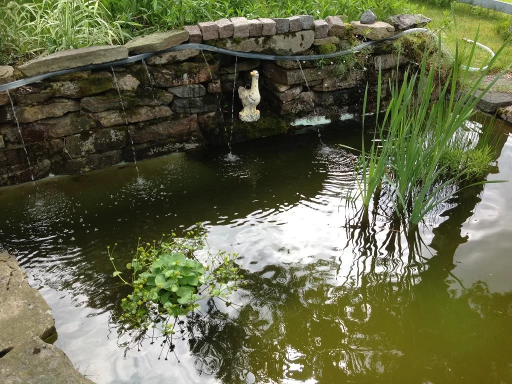 image.webp