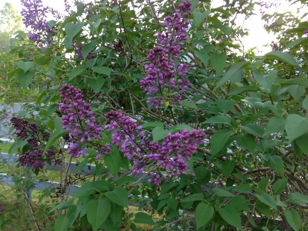 image.webp