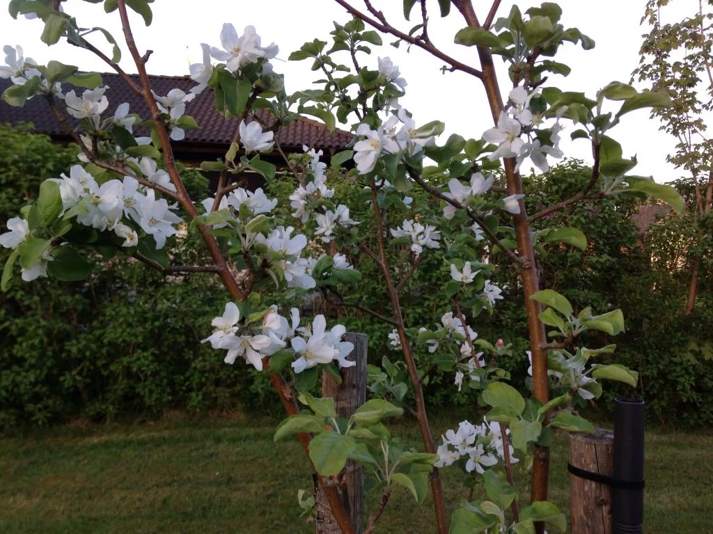 image.webp