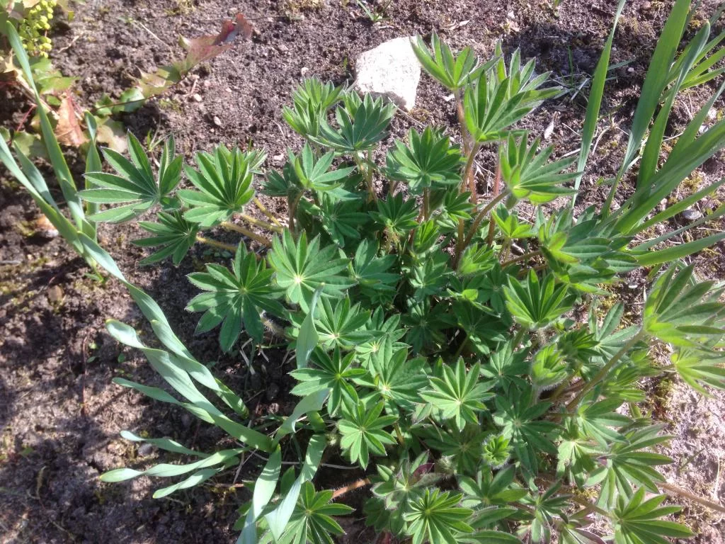 image.webp