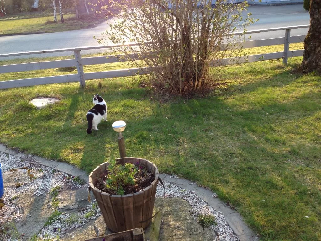 image.webp