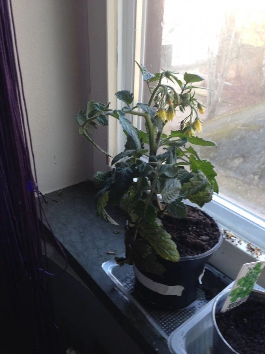 image.webp