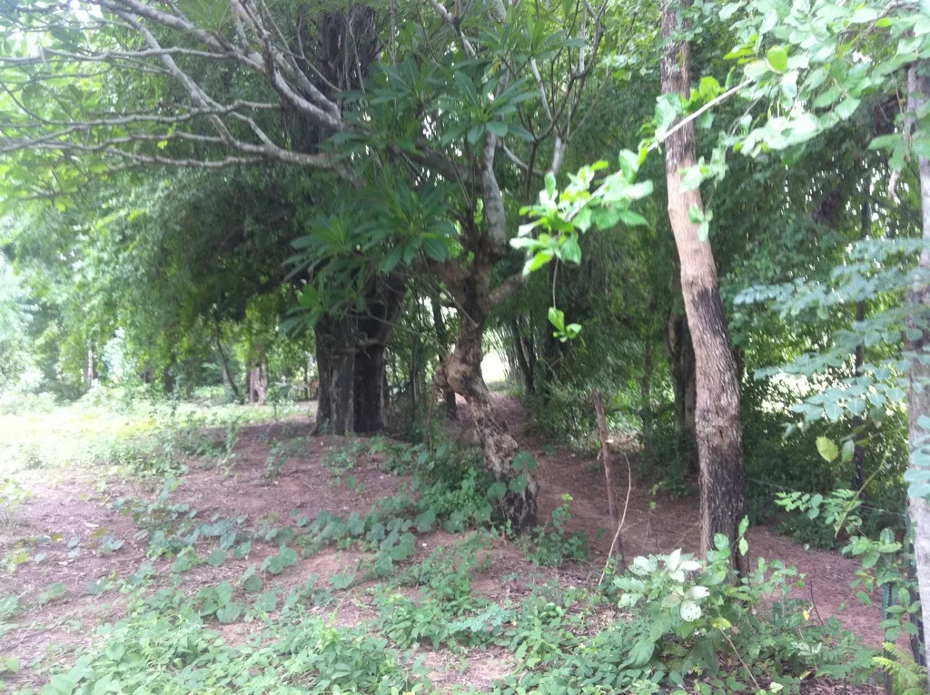 ImageUploadedByTapatalk1344299535.706554.webp