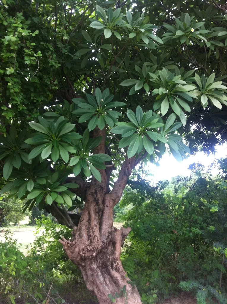ImageUploadedByTapatalk1344300397.861393.webp